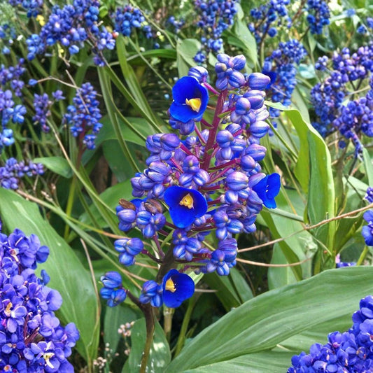 Sapphire Blue Ginger Live Plant – Dichorisandra thyrsiflora | Well-Rooted Starter Plant | Blue Flowering Tropical | Potted Plant | Exotic Garden