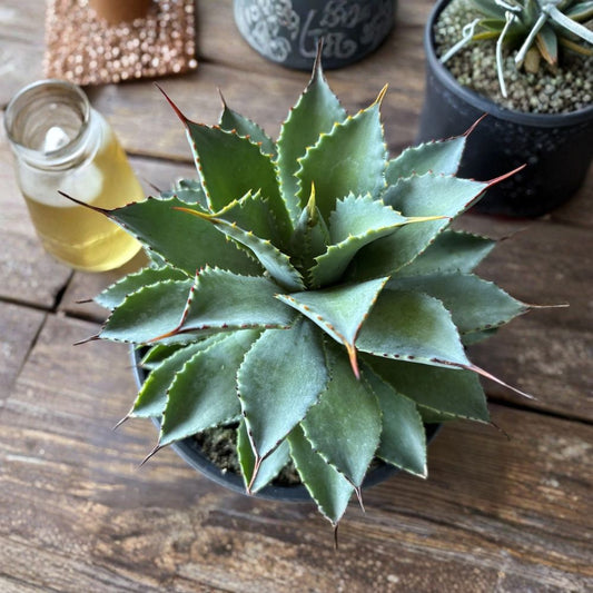 Agave Potatorum Live Plant | Rooted in 4 Inch Pot | Blue Succulent | Drought Tolerant Desert Plant | Ready to Grow