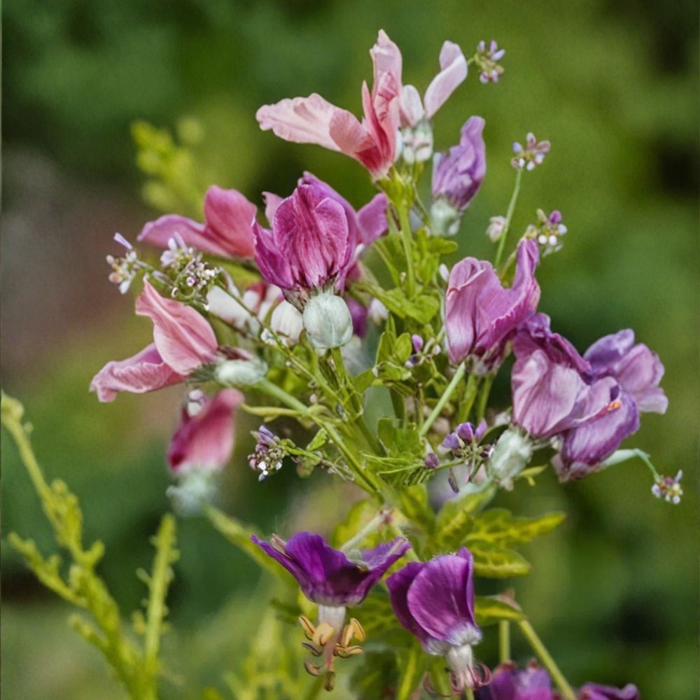 Conny Broe Geranium Seeds – Pelargonium Flower Seeds | 25+ Seeds Included | Vibrant Garden Blooms | Patio & Container Friendly | Easy to Grow