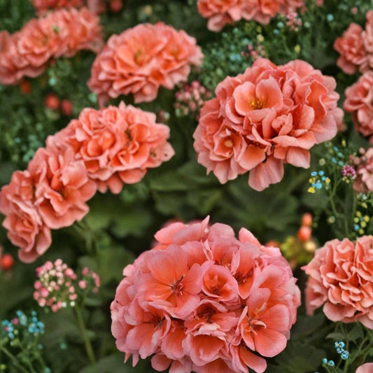 Presto Light Salmon Geranium Seeds – 25+ Premium Pelargonium Flower Seeds | Soft Salmon Garden Blooms