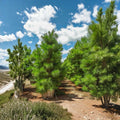 Loblolly Pine Trees – Pinus taeda Live Plants | Set of 2 Bare Root 1–2 Ft Evergreen Trees | Fast Growing Privacy & Windbreak | Outdoor Garden