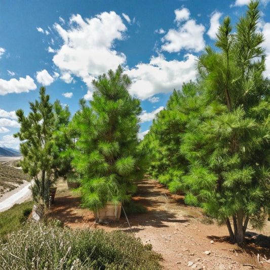 Loblolly Pine Trees – Pinus taeda Live Plants | Set of 2 Bare Root 1–2 Ft Evergreen Trees | Fast Growing Privacy & Windbreak | Outdoor Garden