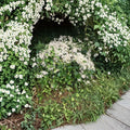 Carolina Jasmine Seeds – White Star Vine 200+ Pack | Fragrant Climbing Plant | Evergreen Flowering Vine | Fast Growing Outdoor Garden