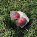 Kiyo Japanese Plum Tree – Prunus salicina Live Plant | 3 Ft Potted Premium Large Fruit Plum | Sweet Red Flesh Plum | 貴陽 (きよう)
