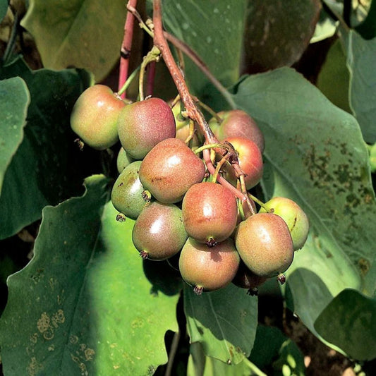 Geneva Hardy Kiwi – Actinidia arguta Female Live Rooted Starter Plant | 4–8 Inches | Bare Root | Cold Hardy Fruit Vine