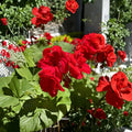 Red Geranium Cuttings – 6 Fresh Pelargonium Cuttings for Planting | Dark Red Flower Geranium | Patio & Hanging Basket Plant