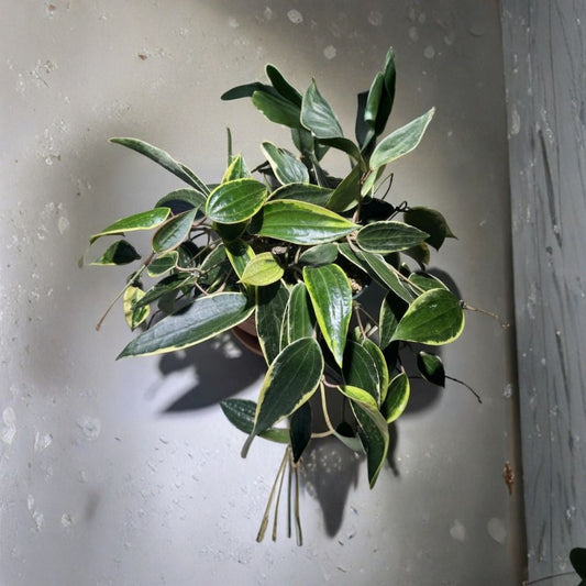 Hoya Latifolia Albomarginata Live Plant | Variegated Hoya Macrophylla | 3 Inch Nursery Pot | Rare Indoor Hoya