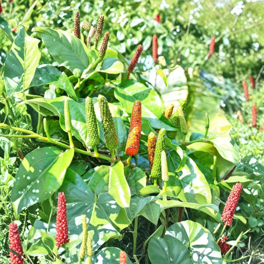 Piper Longum Live Plants – Piper longum Starter Plants | 3 Rare Long Pepper Plants | Pipali Ayurvedic Plant | Free Shipping