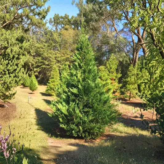Murray Leyland Cypress – Set of 2 Live Plants | 3-Inch Pots | Fast-Growing Evergreen | Privacy Hedge & Screen Tree | Windbreak Plant | Zones 6–10