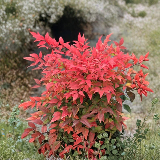 Gulf Stream Heavenly Bamboo – Nandina domestica Bare Root Starter | 6–12 Inches Tall | Hardy Evergreen Shrub | Easy to Grow