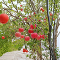 Fuji Apple Tree – Malus domestica ‘Fuji’ Bare Root | 32 Inches Tall | M7 Rootstock Fruit Tree Starter | Patio & Backyard Friendly | Sweet Crisp Apple Variety
