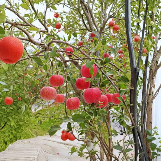 Fuji Apple Tree – Malus domestica ‘Fuji’ Bare Root | 32 Inches Tall | M7 Rootstock Fruit Tree Starter | Patio & Backyard Friendly | Sweet Crisp Apple Variety