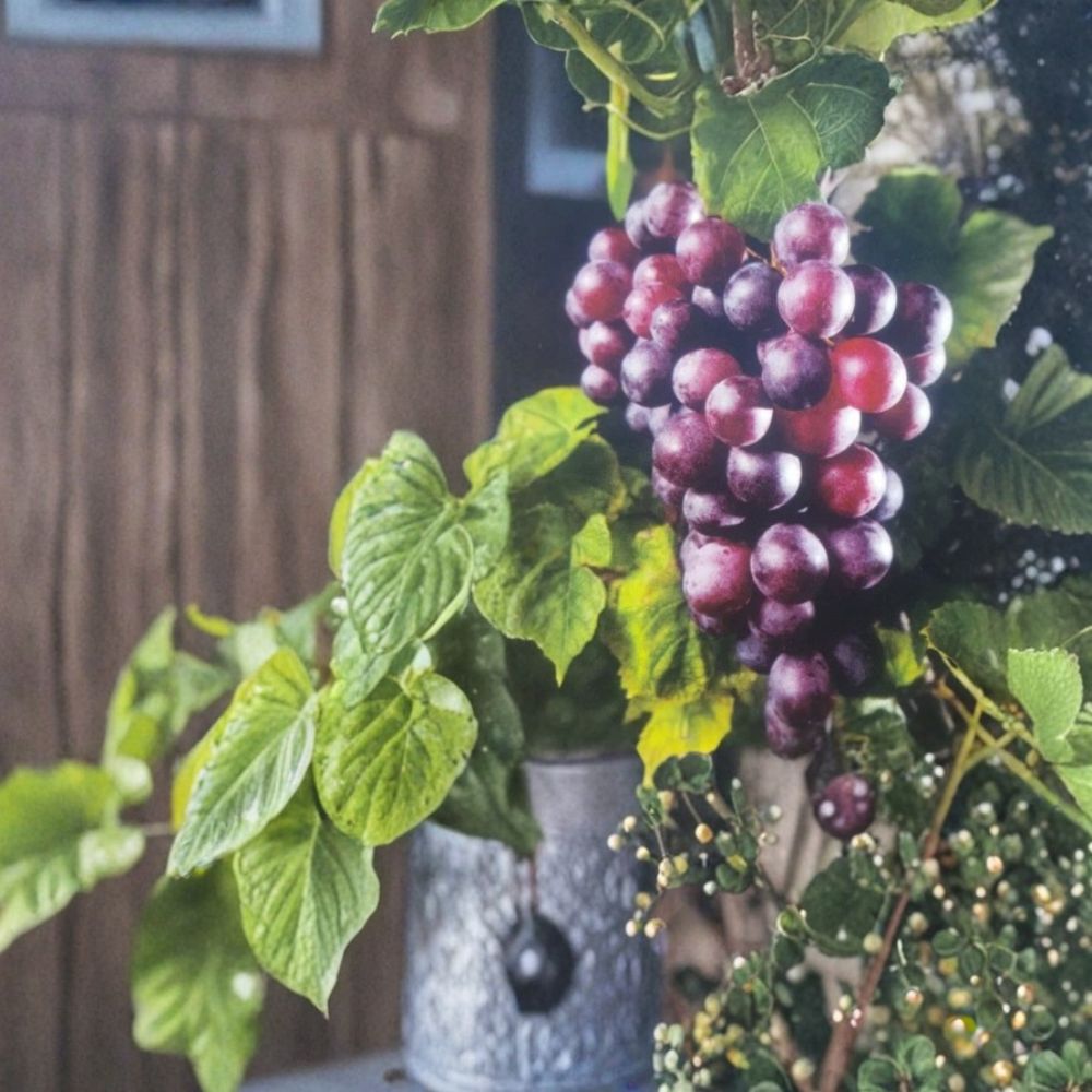 Black Lane Muscadine Grape Vine – Live Fruit Plant | 3 Gallon Size | Self-Fertile Muscadine Grape | Vineyard & Home Garden Favorite | Easy to Grow