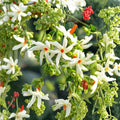 Night Flowering Jasmine Seeds – Nyctanthes arbor-tristis 5 Seeds | Parijat Coral Jasmine | Fragrant Night Blooming Tree | Rare Exotic