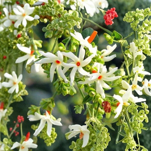Night Flowering Jasmine Seeds – Nyctanthes arbor-tristis 5 Seeds | Parijat Coral Jasmine | Fragrant Night Blooming Tree | Rare Exotic