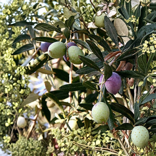 Olive Tree – Olea europaea ‘Oblonga’ Live Plant | 8–12 Inch Rooted Cutting in Pot | Cold Hardy Mediterranean Fruit Tree | Indoor Outdoor Container Plant