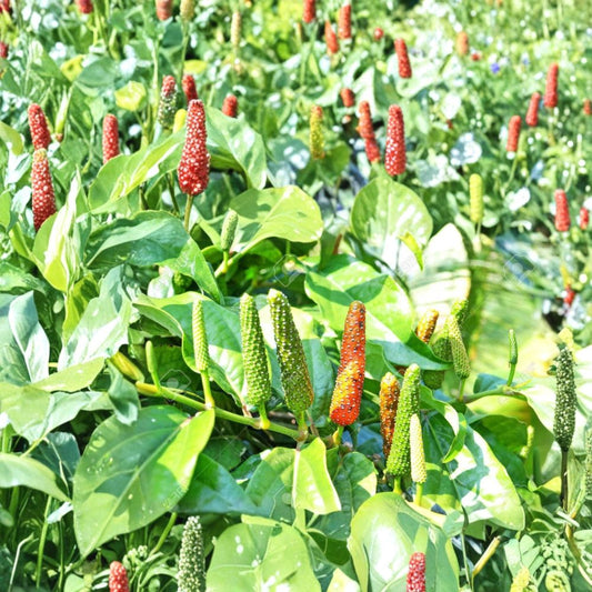 Piper Longum Live Plant – Piper longum Starter Plant | Rare Long Pepper Vine | Pipali Medicinal Herb Plant | Tropical Spice Plant