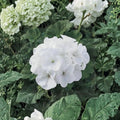 Maverick Series White Geranium Seeds – 10 Premium Flower Seeds | Bright White Blooms | Patio & Container Friendly | Easy to Grow