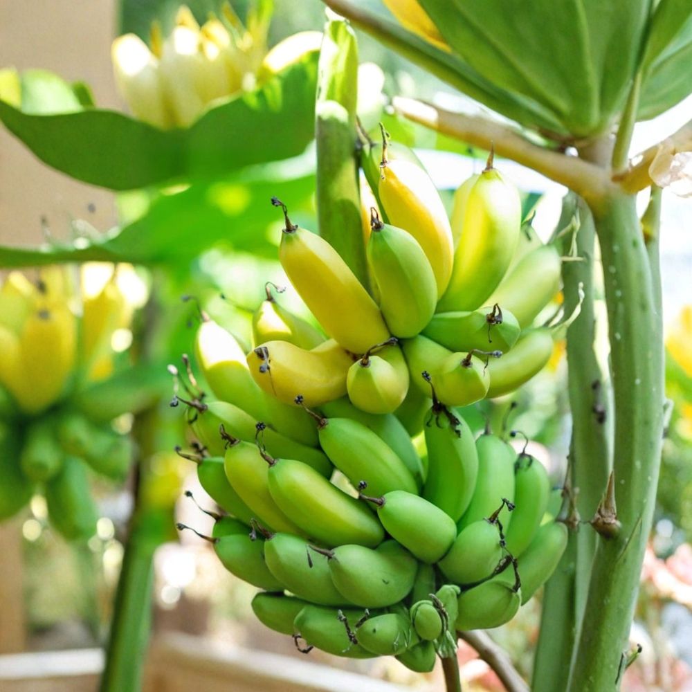 Gran Nain Banana Tree – Musa 'Grand Nain' Live Starter Plug | 3–6 Inches Tall | Bare Root Tropical Fruit Plant | Patio & Garden Friendly | Easy to Grow