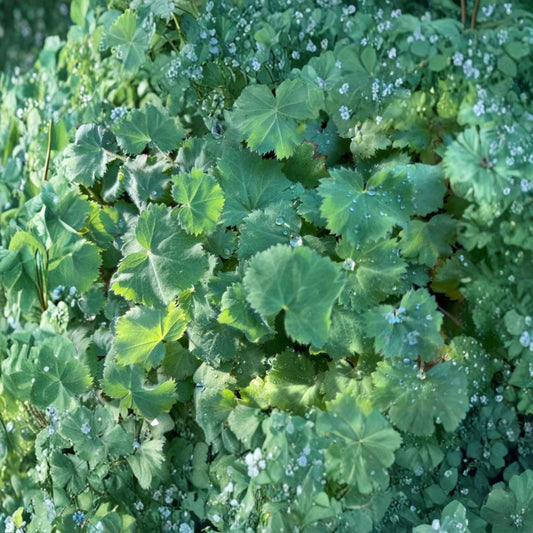 Lady's Mantle 'Thriller' – Alchemilla mollis Live Plant | 3 Inch Nursery Pot | Hardy Perennial | Cottage Garden Border Plant