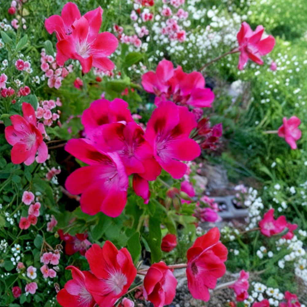 Hot Magenta Pink Regal Geranium Cuttings – Pelargonium x domesticum Live Plant Cuttings | 2 Unrooted 6 Inch Cuttings | Orchid-Like Pink & White Blooms | Patio Friendly | Easy to Grow