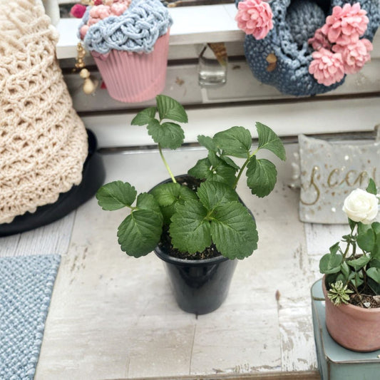 Ever Sweet Strawberry Live Plant – 4 Inch Pot | Everbearing Strawberry Plant | Sweet Fruit | Live Strawberry Starter | Patio & Container Garden