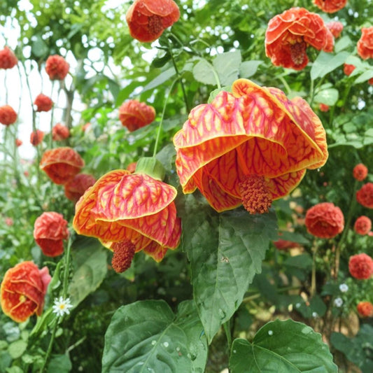 Abutilon Orange Tiger – Live Plant | 4–6 Inches Tall | Bell Hibiscus | Lantern Plant | Tropical Flowering Houseplant | Root Ball | Ships Without Pot