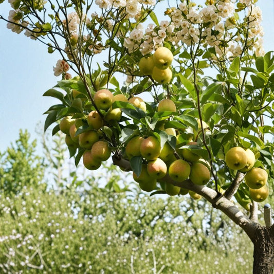Fragrant Asian Pear Tree – Pyrus betulifolia Rootstock | Kuerle Xiang Li Live Plant | Sweet Crisp Pear Tree | Edible Fruit Garden Tree | Cold Hardy Variety