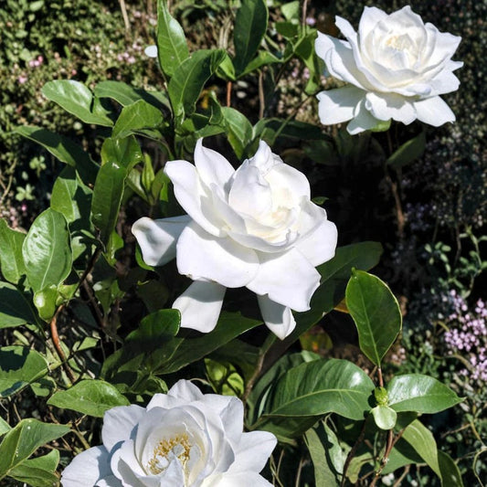 Gardenia Plant Set of 2 – Gardenia jasminoides Live Starter | 6 Inch Tall Rooted Cuttings | White Fragrant Cape Jasmine | Bare Root Shrub