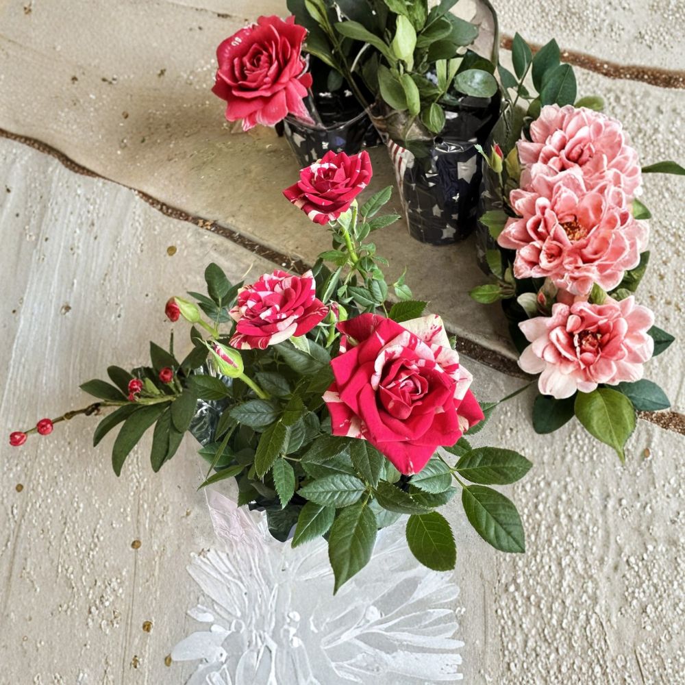 Red White Miniature Plant – Live Starter 4–8 Inches Tall | Mixed Color Flowering Plant | Indoor Outdoor Decorative Plant | Compact Garden Ready