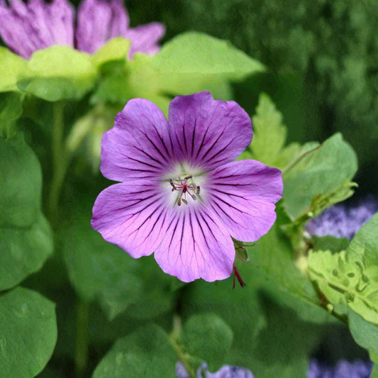 Geranium Gracile Seeds – Hardy Perennial Flower Seeds | Pink Cranesbill Pollinator Garden Plant