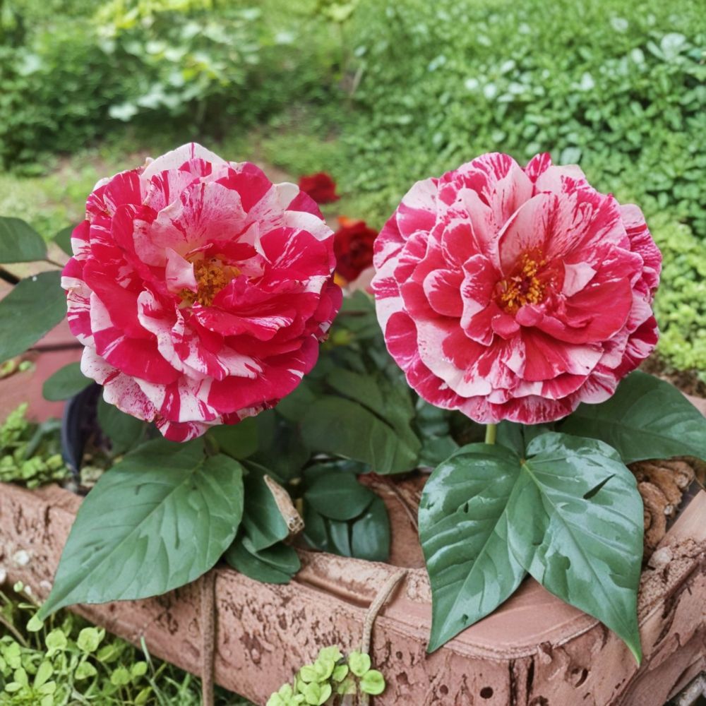 Scentimental Floribunda Rose – Live Bush Plant | 2 Gallon Size | Large Double Blooms | Fragrant Red & White Striped Rose | Easy to Grow Garden Rose