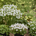 Geranium Cantabrigiense Biokovo – Live Cranesbill Plant | 1 Gallon Size | Hardy Groundcover Perennial | Pollinator Friendly | Easy to Grow