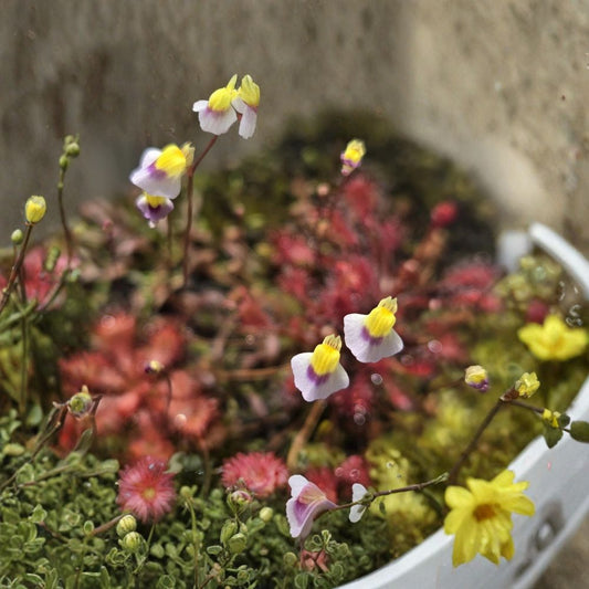 Bladderwort Live Carnivorous Plants – Utricularia blanchetii | 4 Pack | Established Plants | Purple & White Orchid-Like Flowers | Terrestrial Carnivorous Plant