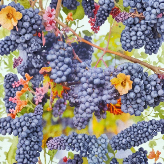 Venus Blue Grape Vine – Live Fruit Plant | 1 Gallon Size | Sweet Blue Grapes | Home Garden & Vineyard Favorite | Easy to Grow