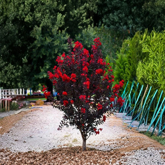 Ruby Thunderstruck Crape Myrtle Starter Plant | Rooted Live Plant in Pot | Lagerstroemia | Vibrant Red Flowering Shrub | Ready to Grow