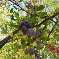 Prune D’Ente 707 Plum Tree – Prunus domestica Live Plant | 3 Ft Potted European Prune Plum | Sweet Freestone Fruit | Self-Fertile