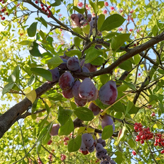 Prune D’Ente 707 Plum Tree – Prunus domestica Live Plant | 3 Ft Potted European Prune Plum | Sweet Freestone Fruit | Self-Fertile