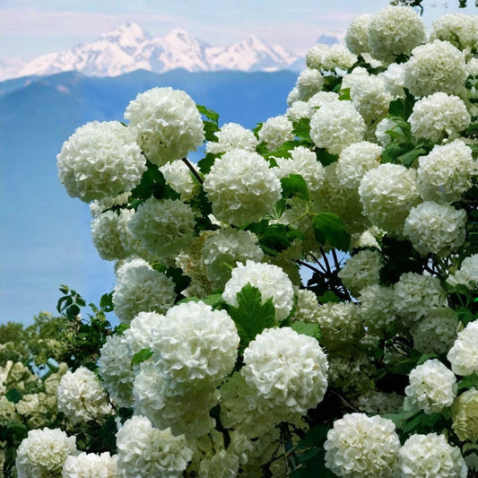 Eastern Snowball Viburnum Cuttings – Viburnum opulus 'Eastern Snowball' | 16 Fresh Unrooted Cuttings | 15"+ Propagation Wood