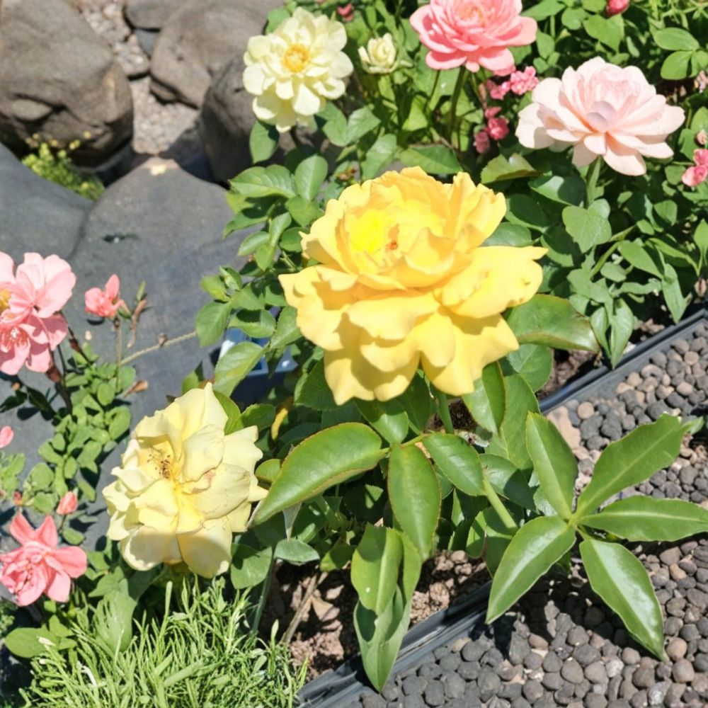 Julia Child Rose – Butter Gold Floribunda Live Plant | 3 Gallon Size | 2006 AARS Award Winner | Fragrant Double Blooms | Easy to Grow Garden Rose