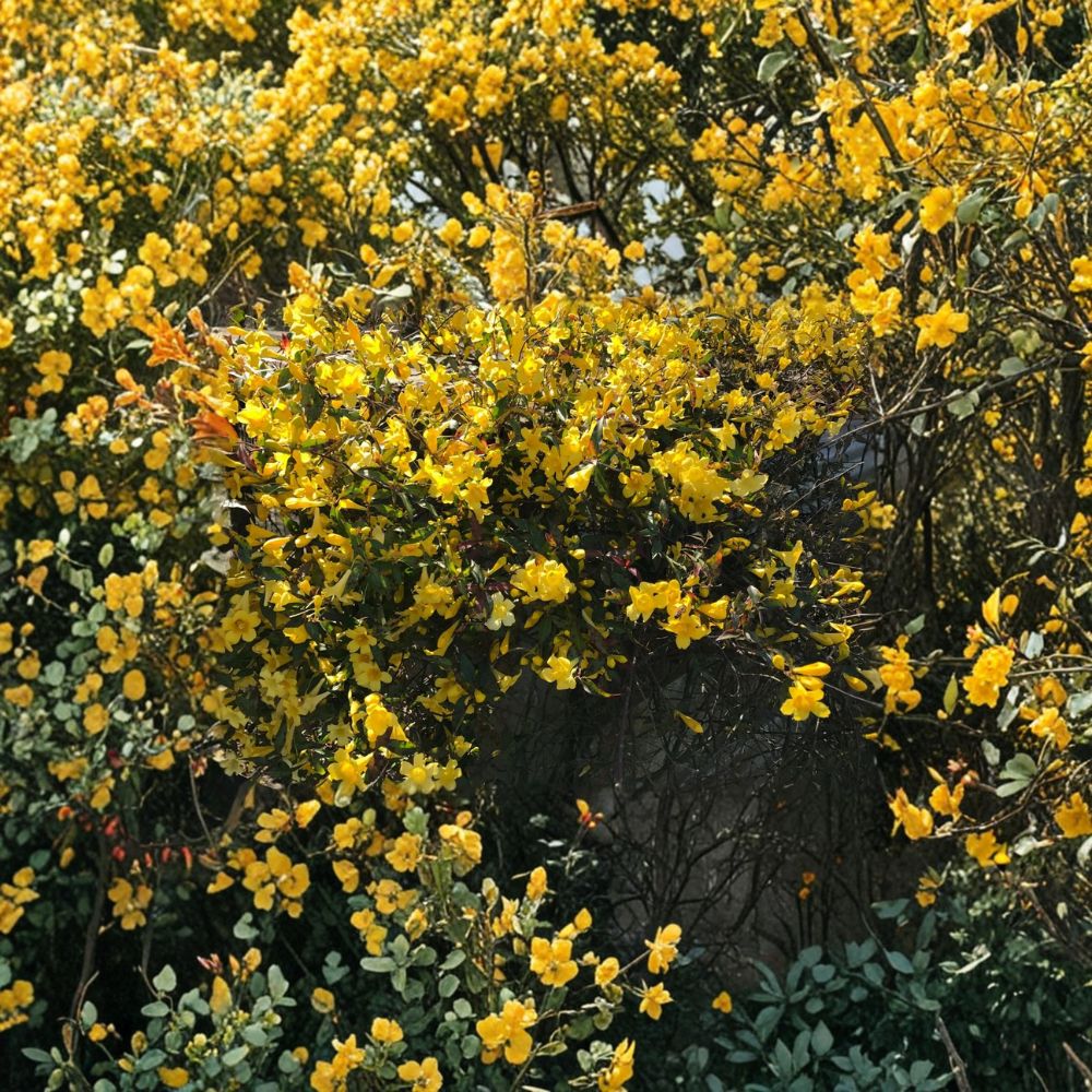 Carolina Jasmine Plant Set of 6 – Gelsemium sempervirens Live Rooted Vines | 8–10 Inch Starter Plants | Yellow Flower Climbing Vine | Easy Grow