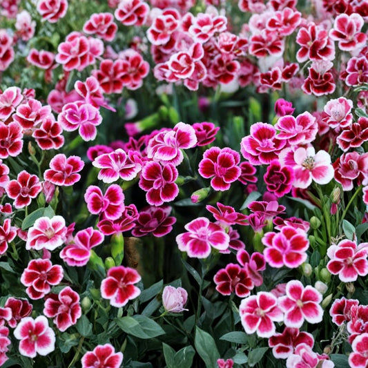 Dianthus Live Plant | Pink Purple Flowers | 4–8 Inch Starter Plant | Fragrant Flowering Perennial | Garden & Container Plant | Zones 4–9