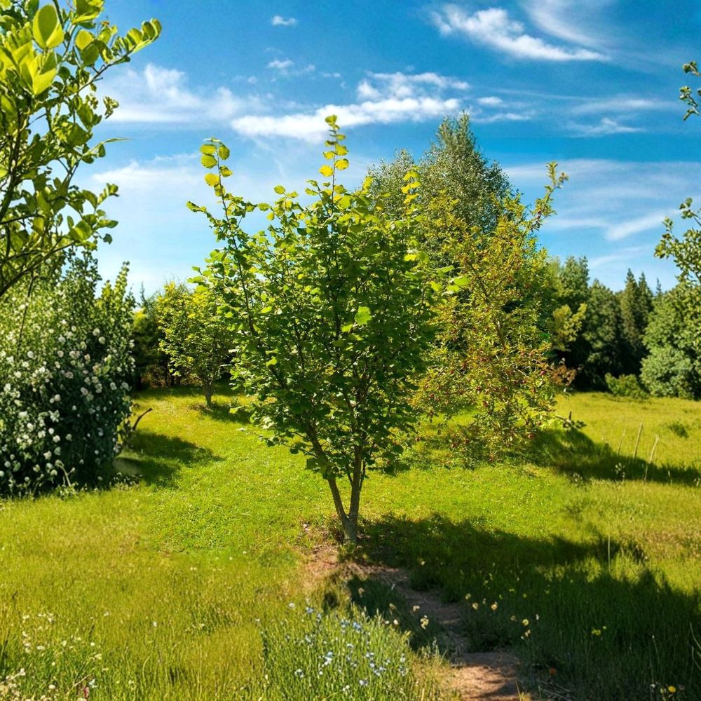 American Hazelnut Trees – Corylus americana Live Plants | 3 Pack Bare Root 12–24 Inch Nut Trees | Edible Landscape Shrub | Wildlife Friendly