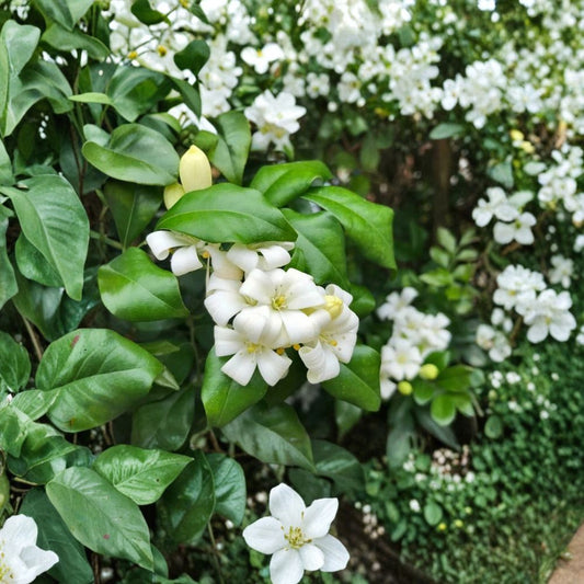Orange Jasmine – Murraya paniculata Seeds | 5 Seeds | Fragrant White Flowering Shrub | Evergreen Ornamental Plant | Rare Garden Addition