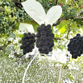 Fujiminori Giant Grape Vine – Vitis vinifera Live Plant | Japanese Table Grape | Large Fruit Variety | Patio & Backyard Friendly | Sweet Premium Grape