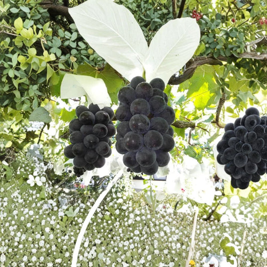 Fujiminori Giant Grape Vine – Vitis vinifera Live Plant | Japanese Table Grape | Large Fruit Variety | Patio & Backyard Friendly | Sweet Premium Grape