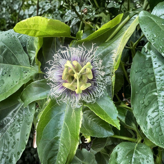 Purple Possum Passion Fruit – Passiflora edulis 'Purple Possum' Live Starter Plant | Rooted Passion Vine