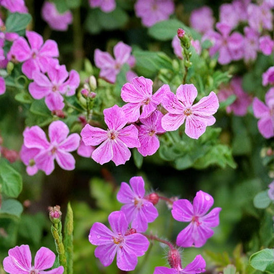 Herb Robert Geranium Seeds – 25+ Premium Flower Seeds | Hardy Wild Geranium | Shade & Woodland Garden Friendly | Easy to Grow
