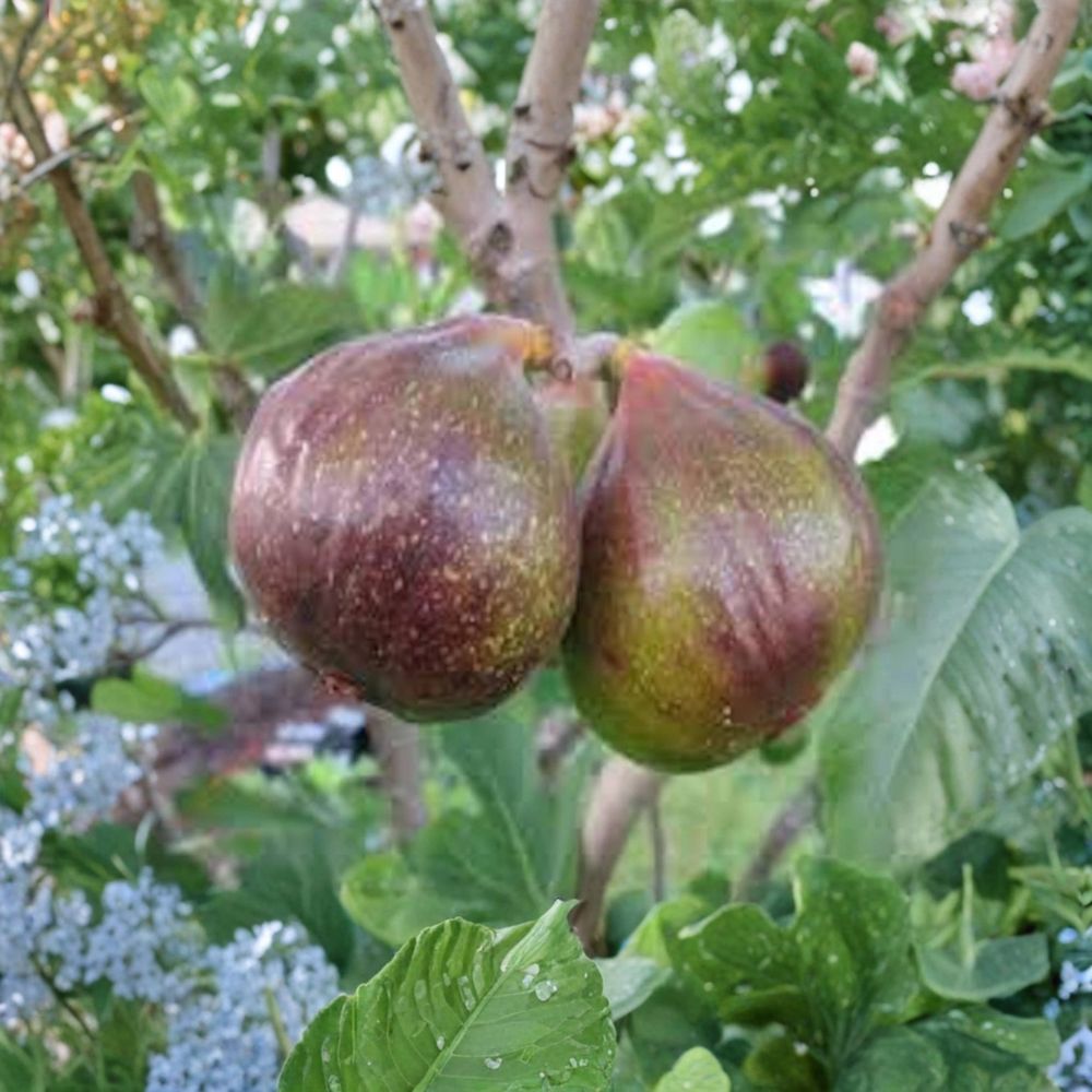 Olympian Fig Tree – Ficus carica Bare Root Starter Plug | 4–6 Inches Tall | Cold Hardy Fruit Tree | Easy to Grow
