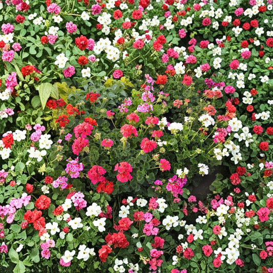 Pinto Premium Mix Geranium Seeds – 1,000 Pelargonium Seeds | Assorted Color Garden Geranium Mix